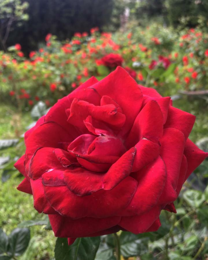 Tenuta La Rosa B&B 比森齐奥营 外观 照片