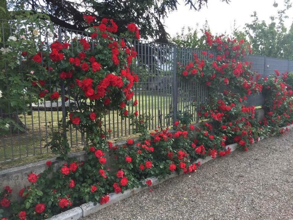 Tenuta La Rosa B&B 比森齐奥营 外观 照片