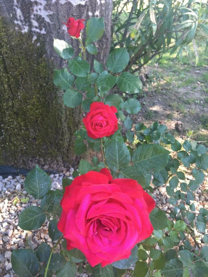 Tenuta La Rosa B&B 比森齐奥营 外观 照片